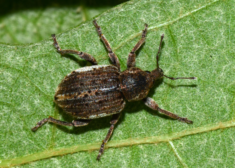 Curculionidae:  Brachypera zoilus